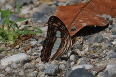 Adelpha iphiclus