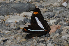 Adelpha iphiclus
