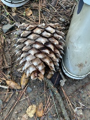 Pinus sabiniana