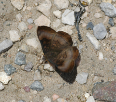 Emesis saturata