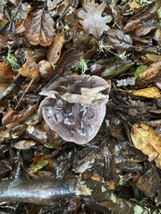 Tricholoma griseoviolaceum