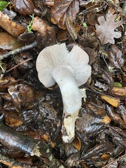 Tricholoma griseoviolaceum