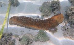 Stichopus herrmanni