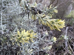 Castilleja hololeuca