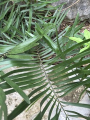 Zamia integrifolia