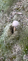 Tulostoma brumale