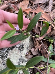 Eremophila debilis