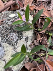 Eremophila debilis
