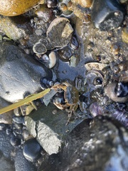 Hemigrapsus crenulatus