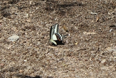 Heraclides hectorides