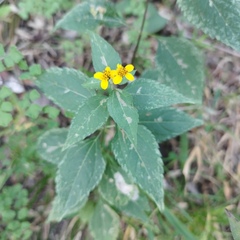 Hymenostephium cordatum