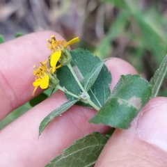 Hymenostephium cordatum