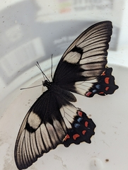 Papilio aegeus aegeus