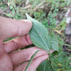 Hymenostephium cordatum