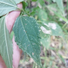 Hymenostephium cordatum
