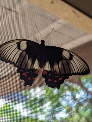 Papilio aegeus aegeus