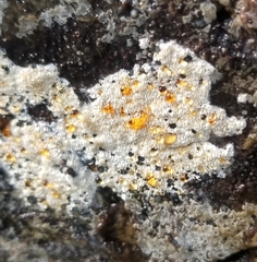 Henningsomyces candidus