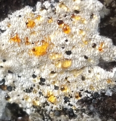 Henningsomyces candidus