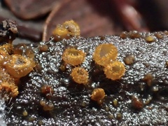 Trichopeziza