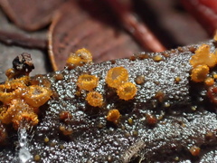 Trichopeziza