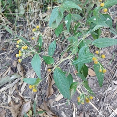 Hymenostephium cordatum