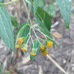 Hymenostephium cordatum