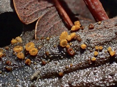 Trichopeziza
