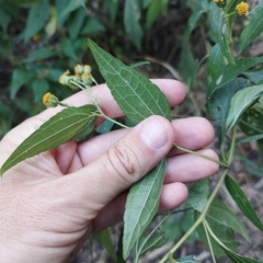 Hymenostephium cordatum