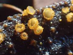 Trichopeziza