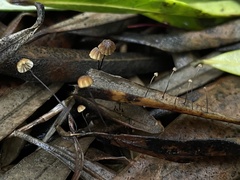 Cryptomarasmius corbariensis