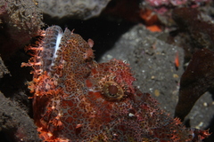 Scorpaenopsis