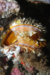 Spondylus