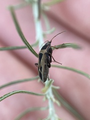 Xanthochilus