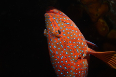 Cephalopholis miniata