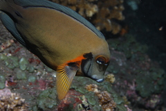 Acanthurus pyroferus