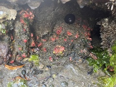 Pyura chilensis