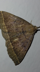 Pechipogo plumigeralis