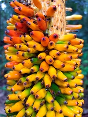 Amorphophallus