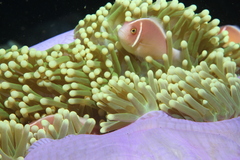 Amphiprion perideraion