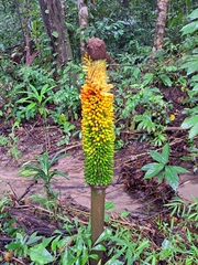 Amorphophallus