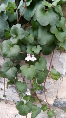 Cymbalaria muralis