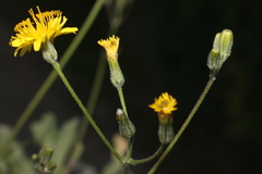 Crepis amplexifolia