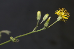 Crepis amplexifolia