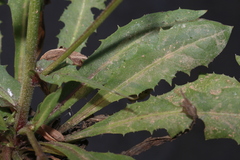 Crepis amplexifolia