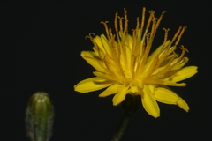 Crepis amplexifolia