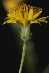Crepis amplexifolia