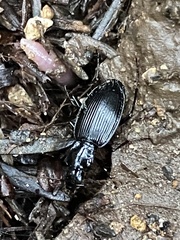 Platyninae