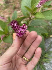 Phytolacca thyrsiflora