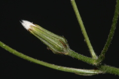 Crepis amplexifolia