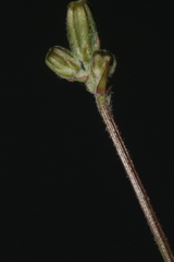 Crepis amplexifolia